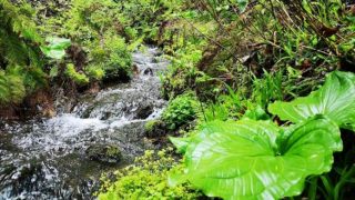 但馬高原植物園