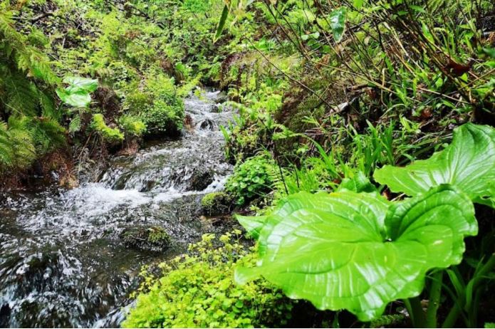 但馬高原植物園